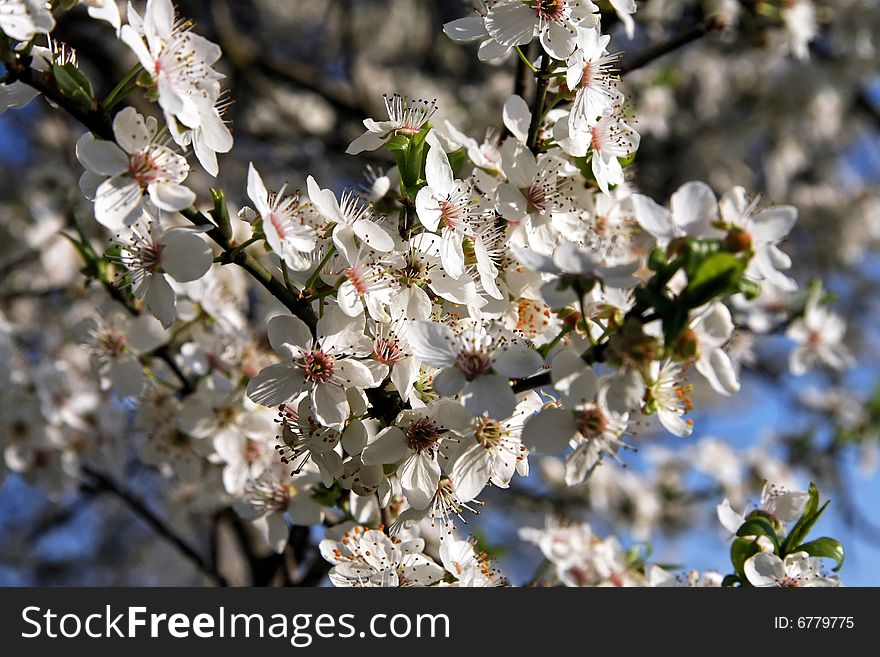 Close up shot of cherry blossom white flowers