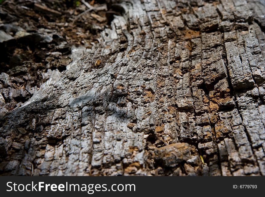 Gnarled bark texture of fallen tree