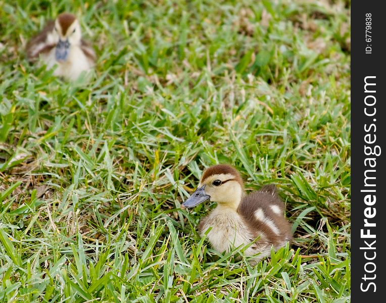 Mallard Duckling