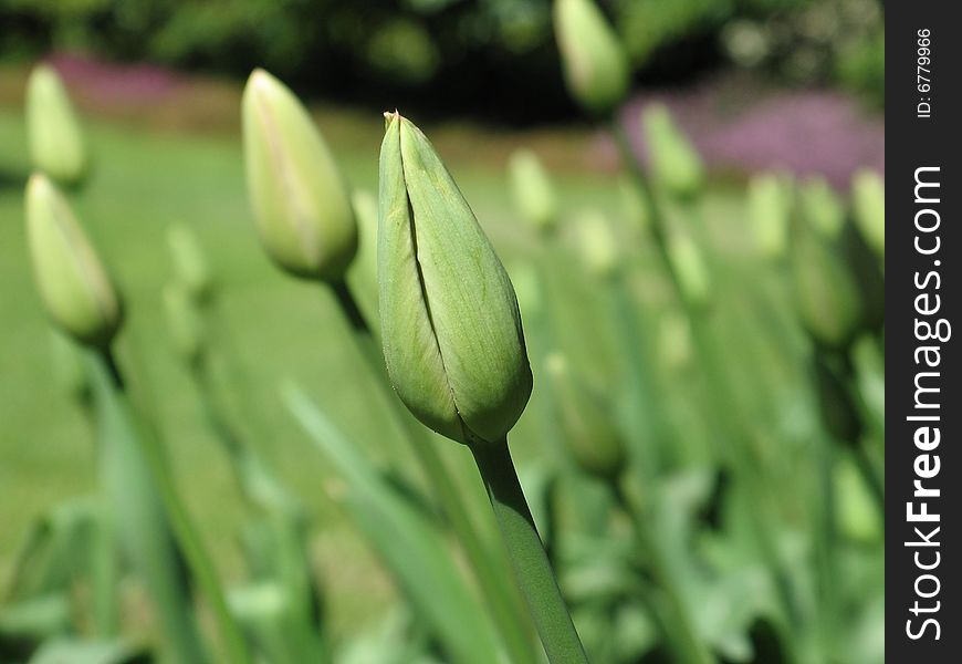 Green tulips getting ready to bloom