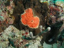 Red Boring Sponge Stock Photography Red Boring Sponge Stock Photography