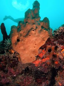 Brown Sponge Royalty Free Stock Photo Brown Sponge Royalty Free Stock Photo