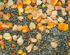 Autumn Wet Leaves Background Over Rocks Stock Image Autumn Wet Leaves Background Over Rocks Stock Image