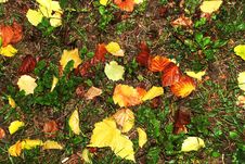 Autumn Wet Leaves Background Royalty Free Stock Images Autumn Wet Leaves Background Royalty Free Stock Images
