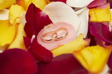 Wedding Rings On Pink Petal Of Roses. Stock Photo Wedding Rings On Pink Petal Of Roses. Stock Photo