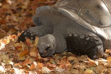 A Galapagos Turtle Royalty Free Stock Photography A Galapagos Turtle Royalty Free Stock Photography