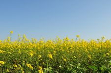 Poppy Field Royalty Free Stock Photography Poppy Field Royalty Free Stock Photography