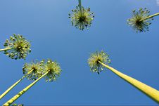 High Reed Plants With Seeds Against Sky Stock Photography High Reed Plants With Seeds Against Sky Stock Photography