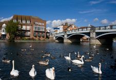 Swans And Ducks In The River Royalty Free Stock Images