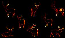 Christmas Deers Stock Photo