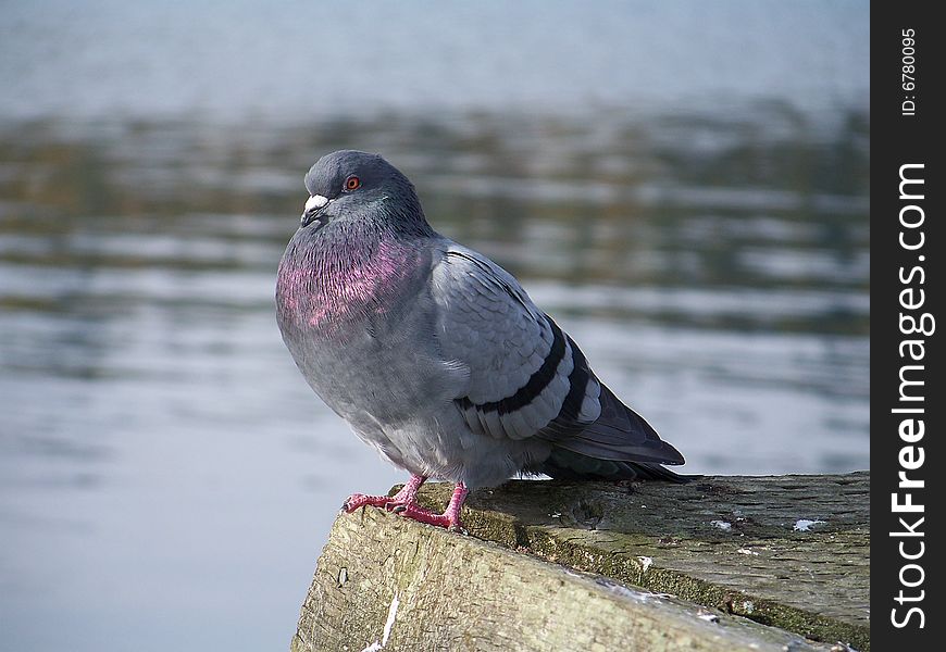 A grey pigeon on a dock with the ocean behind it. A grey pigeon on a dock with the ocean behind it.