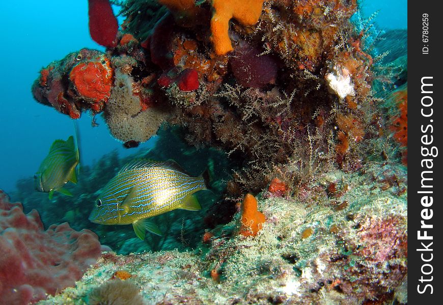 These bluestriped grunts were swimming around this beautiful coral located in south Florida.