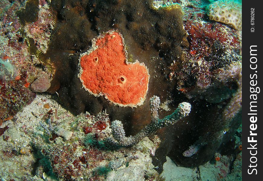 This red boring sponge was taken at 55 feet off the coast of south Florida.