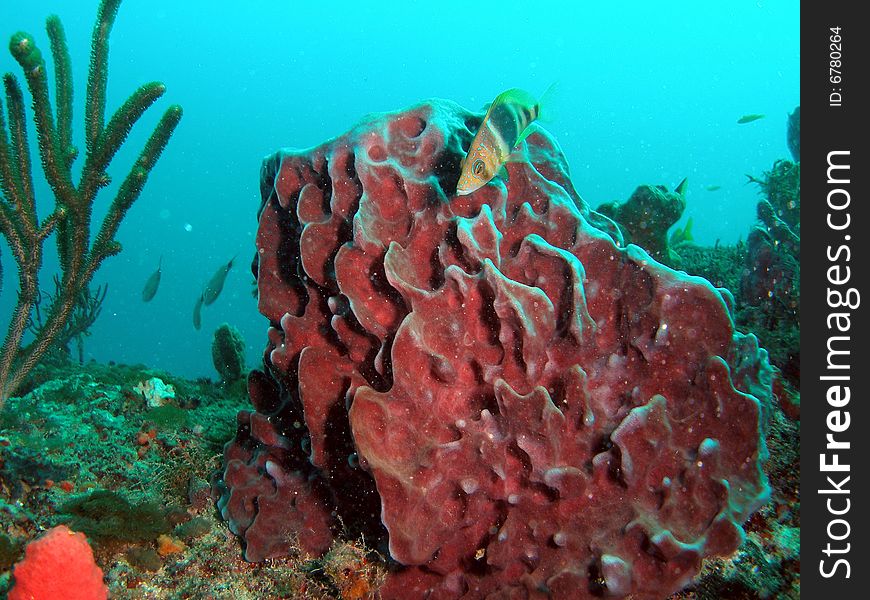 This barrel sponge was taken at 55 feet off the coast of south Florida.