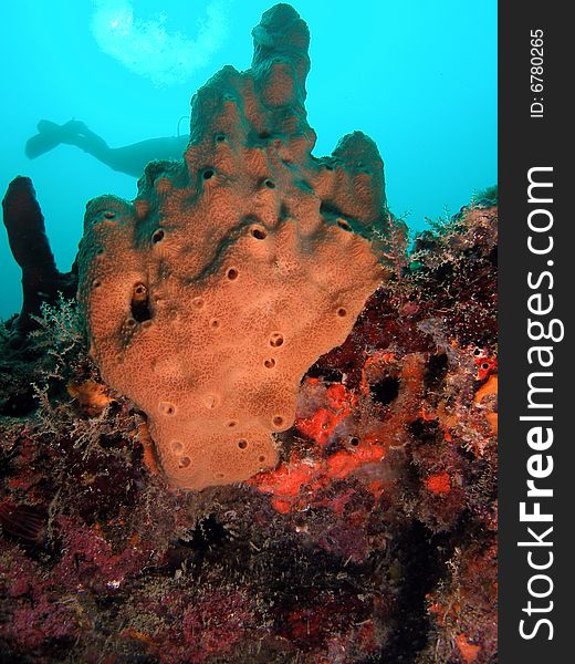 This brown sponge was taken at 45 feet of water in south Florida.