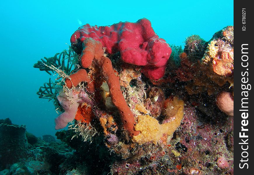 This colorful coral was taken at 50 feet of water just off shore in south Florida. This colorful coral was taken at 50 feet of water just off shore in south Florida.