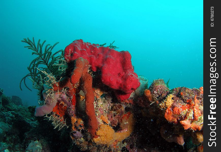 This colorful arrangement of coral was taken at 50 feet of water just off shore in south Florida. This colorful arrangement of coral was taken at 50 feet of water just off shore in south Florida.