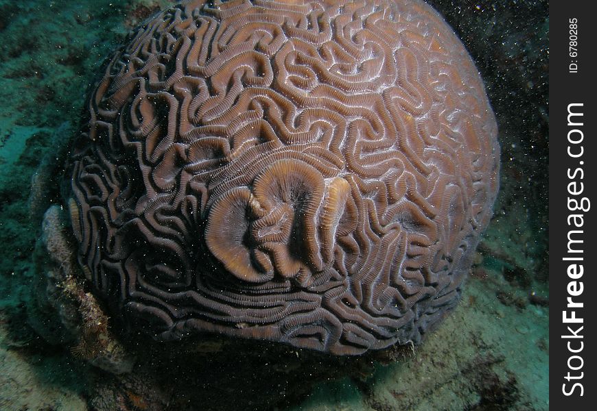 Brain coral with a unique design. This  image was taken in Pompano Beach, Florida.