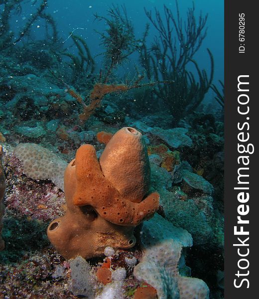 This brown tube coral was taken in Pompano Beach, Florida. This brown tube coral was taken in Pompano Beach, Florida.