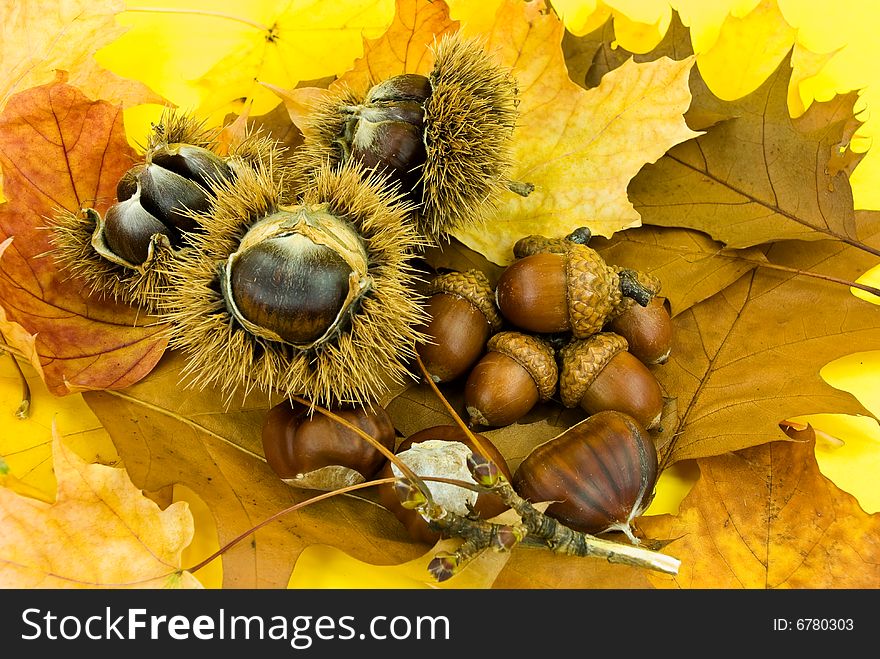 Autumnal Decoration With Leafs,chestnuts And Acorn
