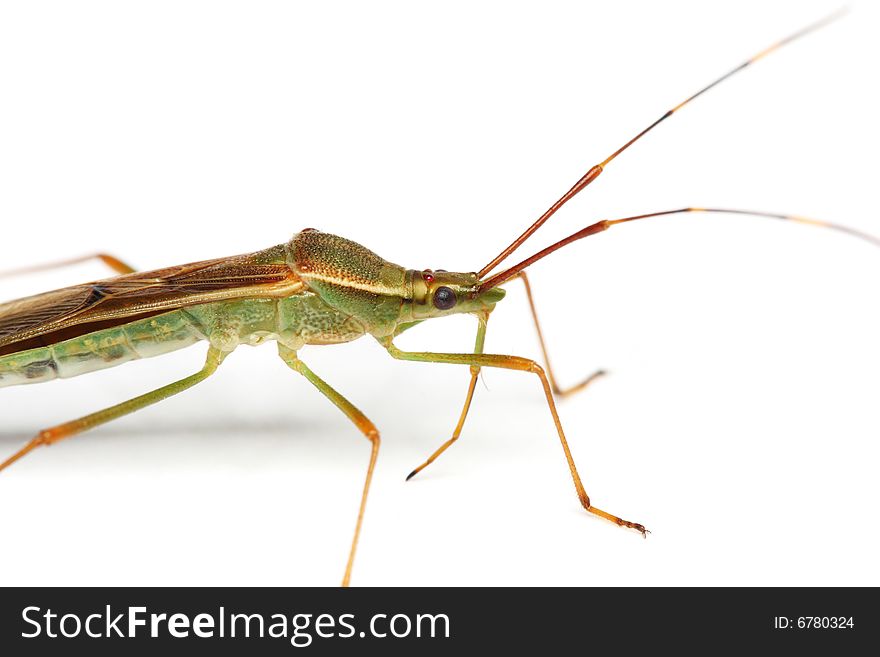 A shield bug standing and isolated on white background.