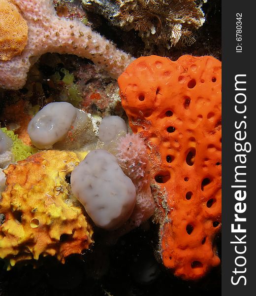 This colorful coral was taken at 50 feet of water just off shore in Pompano Beach, Florida. This colorful coral was taken at 50 feet of water just off shore in Pompano Beach, Florida.