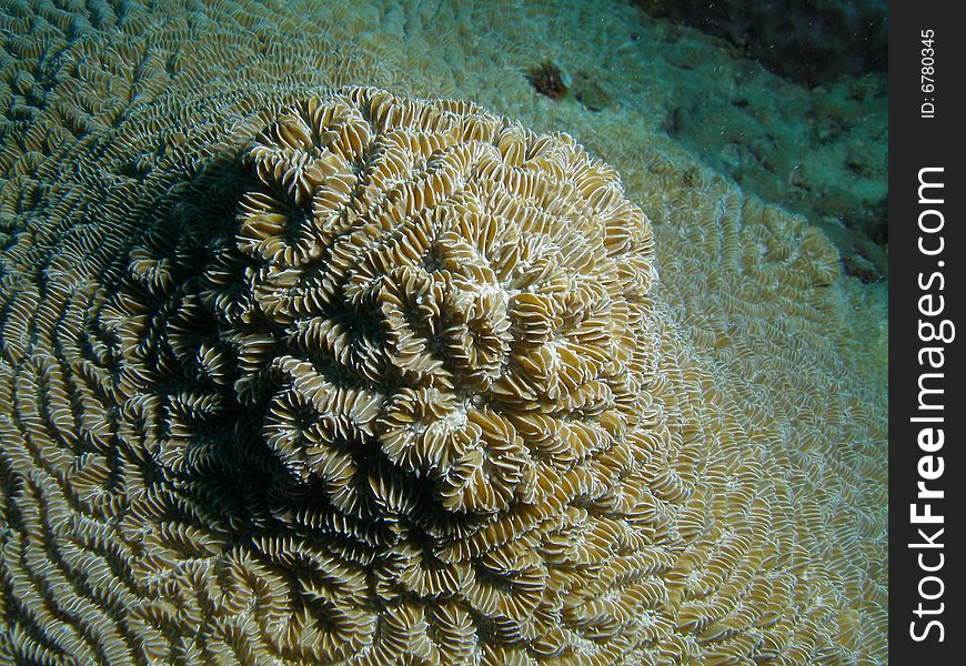 This Brain coral has a unique design on top. This  image was taken in Pompano Beach, Florida.