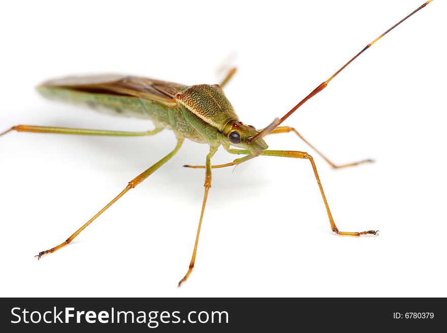 Close up of a shield bug over white background.