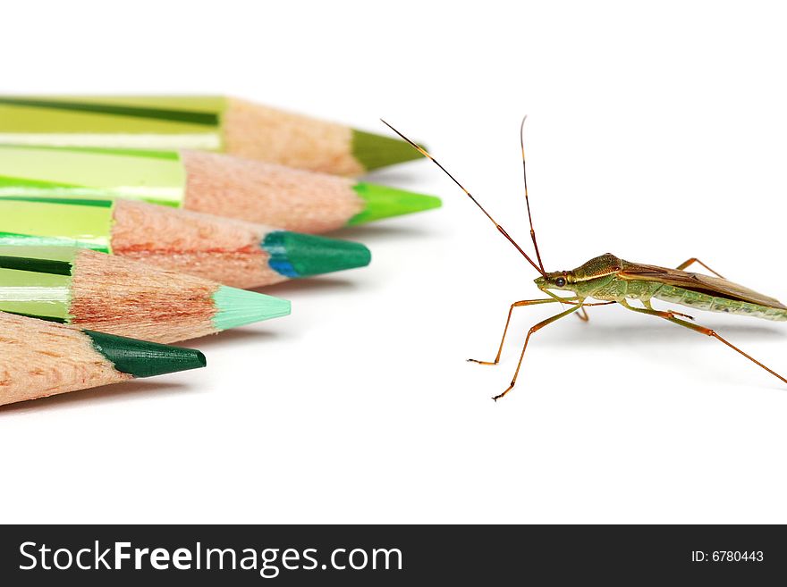 A shield bug is crawling beside green color pencil. A shield bug is crawling beside green color pencil.