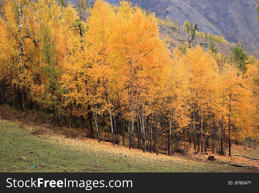 Yellow woods in Xinjiang Kanas in the autumn