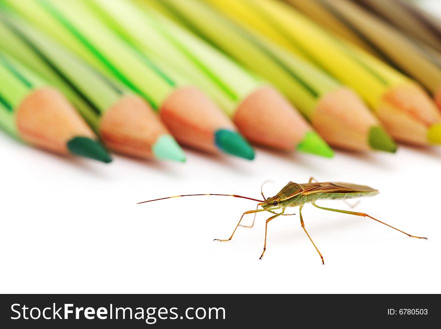 A shield bug is crawling beside green color pencil. A shield bug is crawling beside green color pencil.