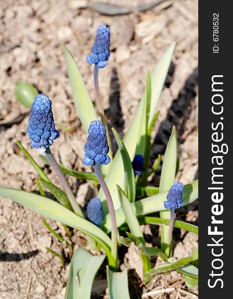 Blue Muscari latifolium close-up. Blue Muscari latifolium close-up