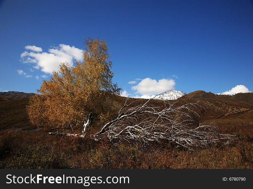 A single tree in Xinjiang Kanas in the autumn