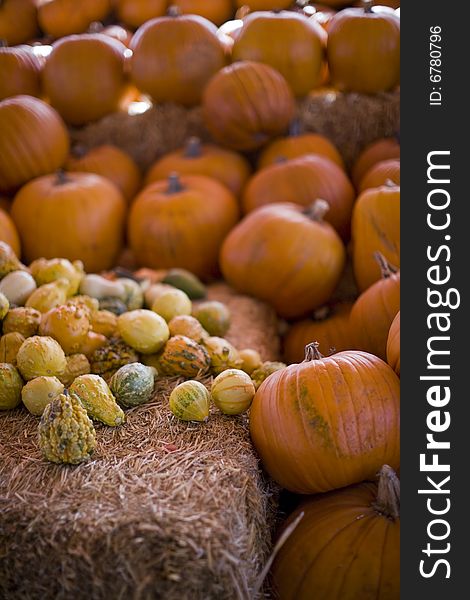 Many pumpkins line the pumpkin patch with big pumpkins and small pumpkins