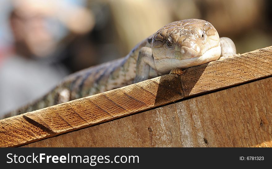 Blue Tongued Skink Basking in the Sunlight Eating Worms. Blue Tongued Skink Basking in the Sunlight Eating Worms