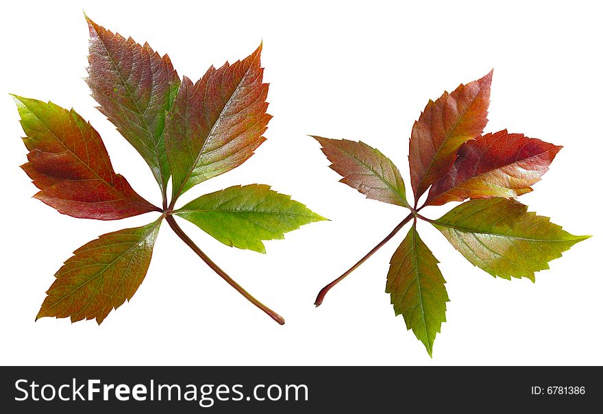 Autumn leaves of a ivy on a white background. Images contain clipping puths. Autumn leaves of a ivy on a white background. Images contain clipping puths.