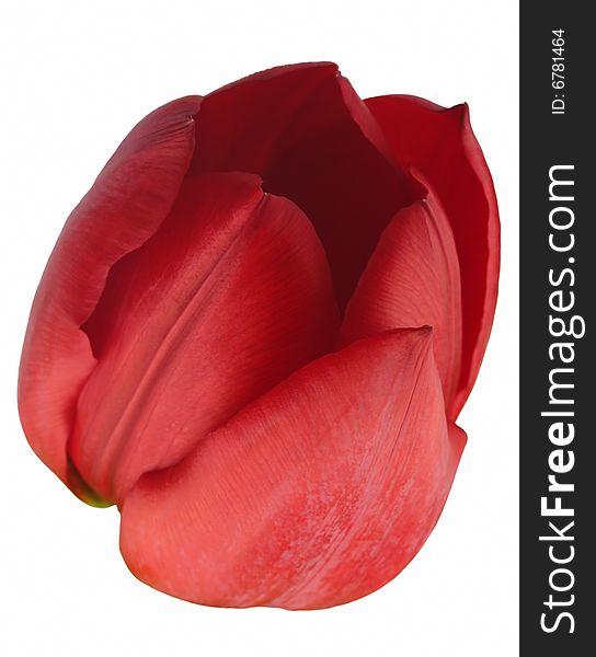 Red tulip