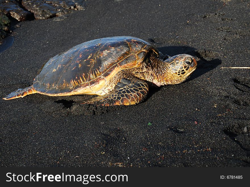 Hawkbill sea turtle found sunbathing on the Black Sand Beach in Punaluu', Hawaii.
