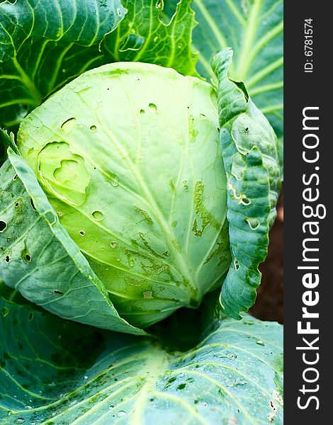Cabbage with leaves growing in the garden close up