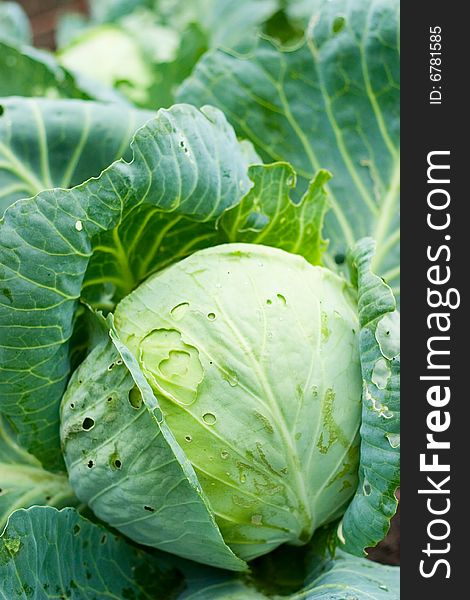 Cabbage with leaves growing in the garden close up