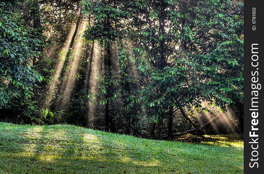 Sunbeams streaming through trees in an opening in the forest. Sunbeams streaming through trees in an opening in the forest