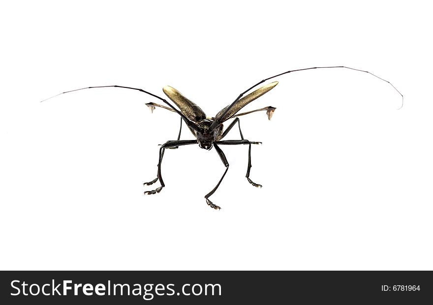 Capricorn beetle