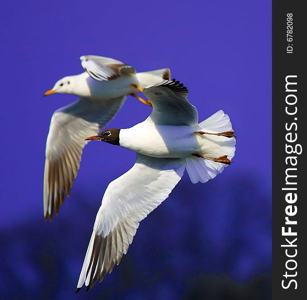 Photograph of the flying gulls. Photograph of the flying gulls