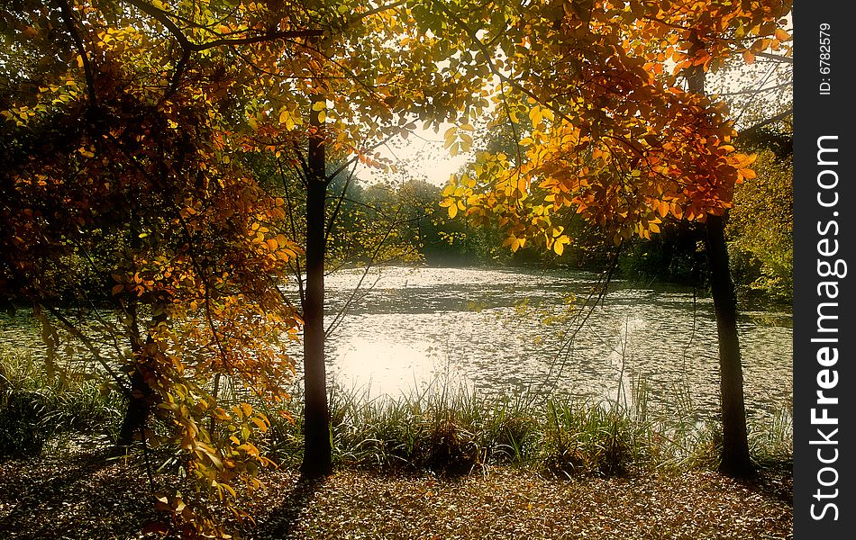 Forest and lake in autumn. Forest and lake in autumn