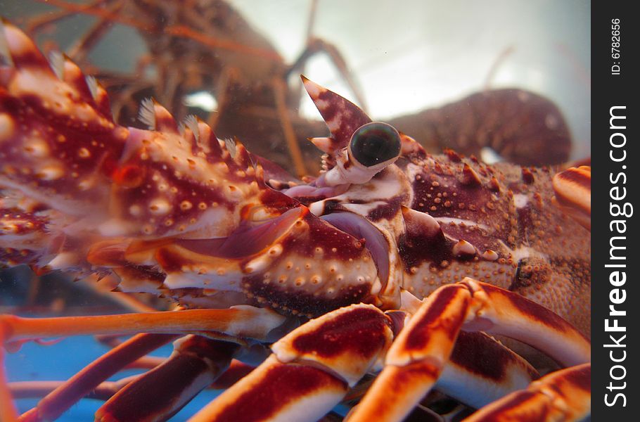 Closeup of captive lobsters. Nice sharp focus on eye and shell. Closeup of captive lobsters. Nice sharp focus on eye and shell.