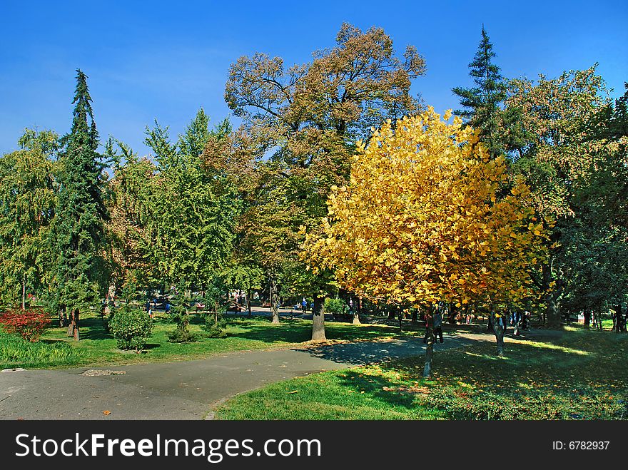Yellow and green trees in par over blue sky. Yellow and green trees in par over blue sky