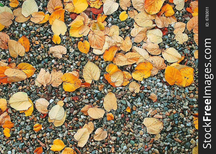 Autumn wet leaves background over rocks