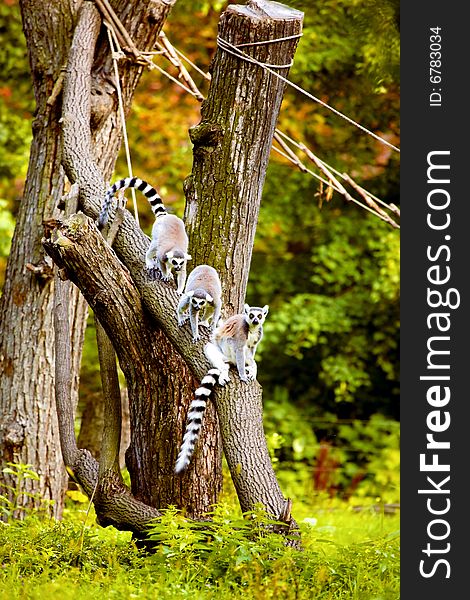 Photograph of Lemurs up the tree