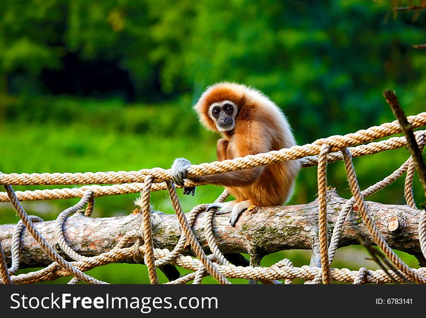 Photograph of the Gibbon at zoo