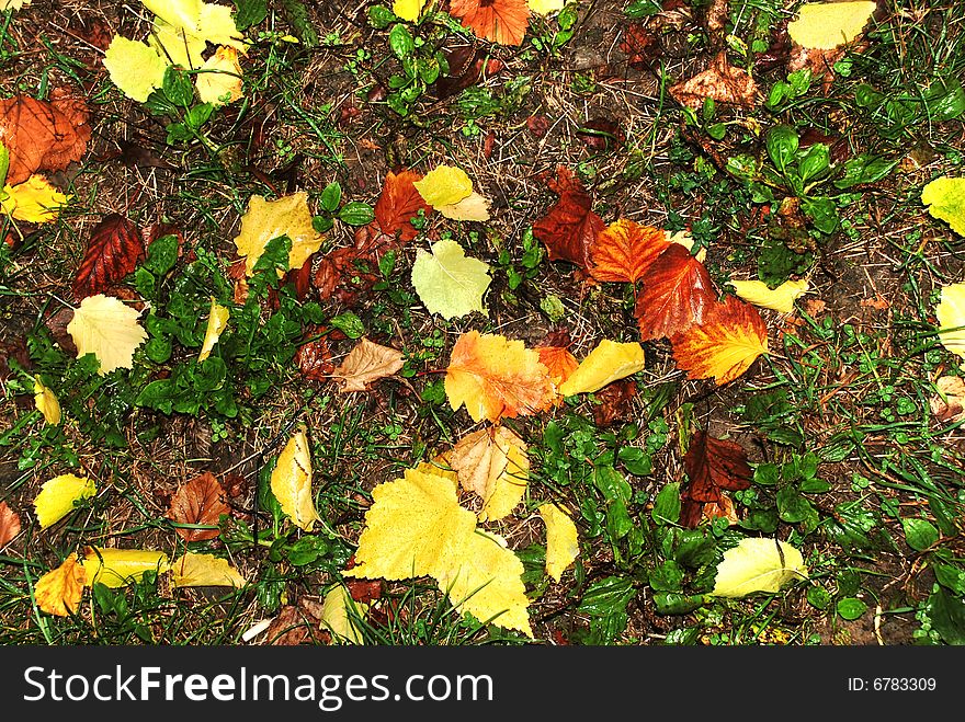 Yellow and red wet autumn leaves over green grass. Yellow and red wet autumn leaves over green grass